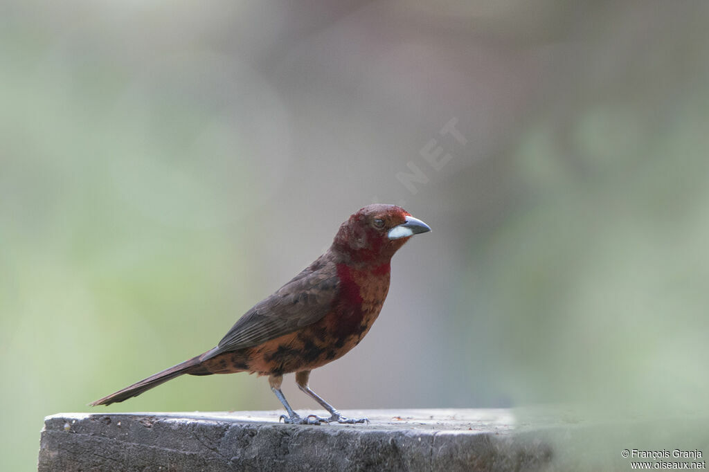 Silver-beaked Tanager