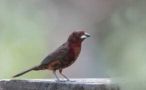 Silver-beaked Tanager