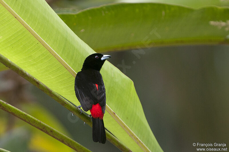 Scarlet-rumped Tanager male adult