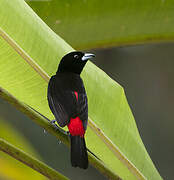 Scarlet-rumped Tanager