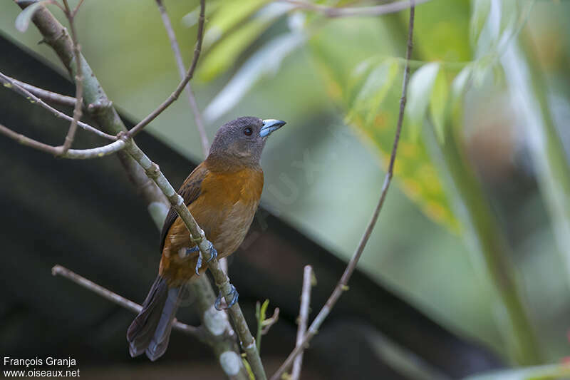 Scarlet-rumped Tanager female adult, Behaviour