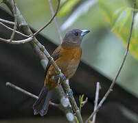 Scarlet-rumped Tanager