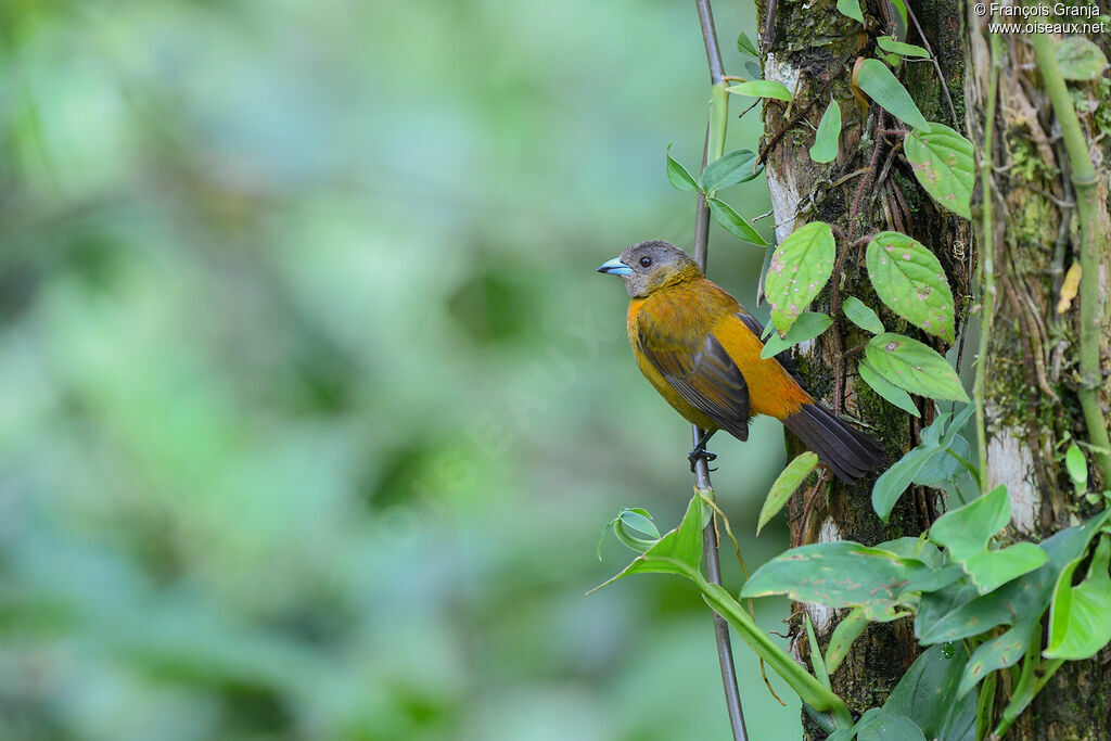 Scarlet-rumped Tanager female