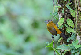 Scarlet-rumped Tanager