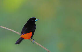 Scarlet-rumped Tanager