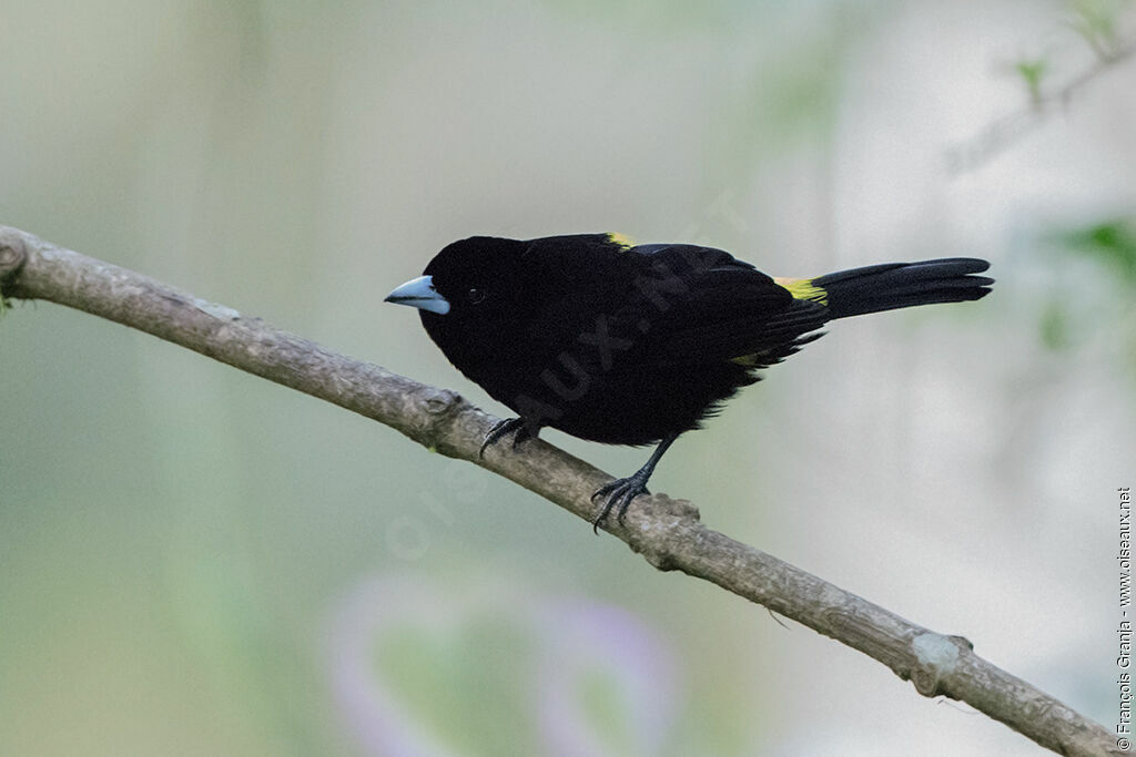 Lemon-rumped Tanager male