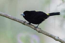 Lemon-rumped Tanager