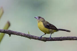 Lemon-rumped Tanager