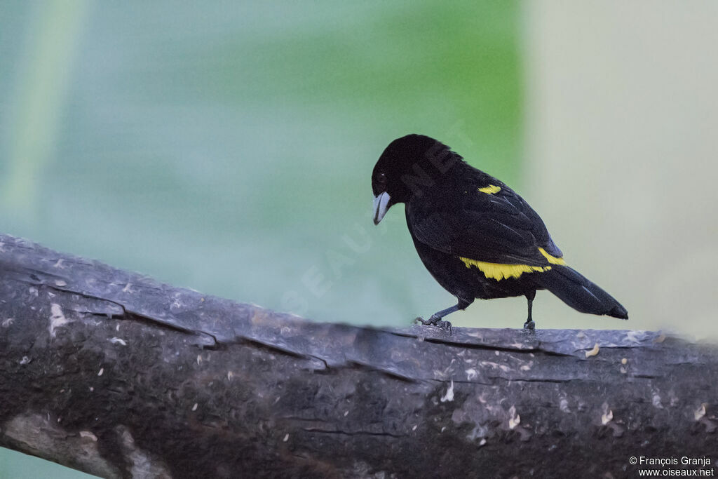 Lemon-rumped Tanager