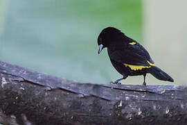 Lemon-rumped Tanager