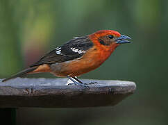 Flame-colored Tanager