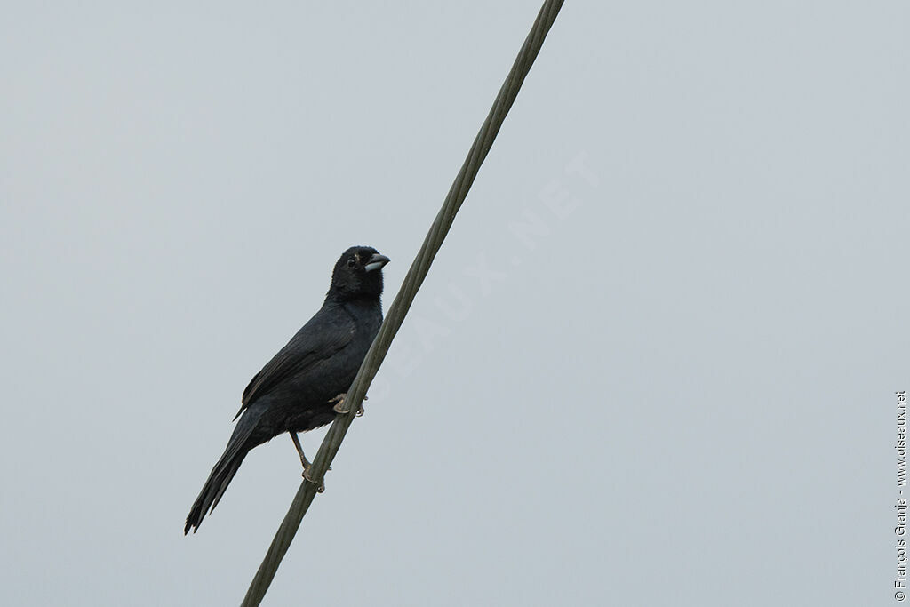 White-lined Tanager male