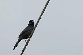 White-lined Tanager