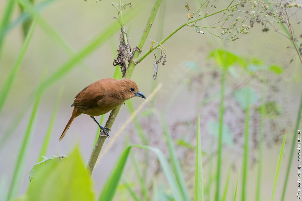 White-lined Tanager female