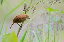 White-lined Tanager