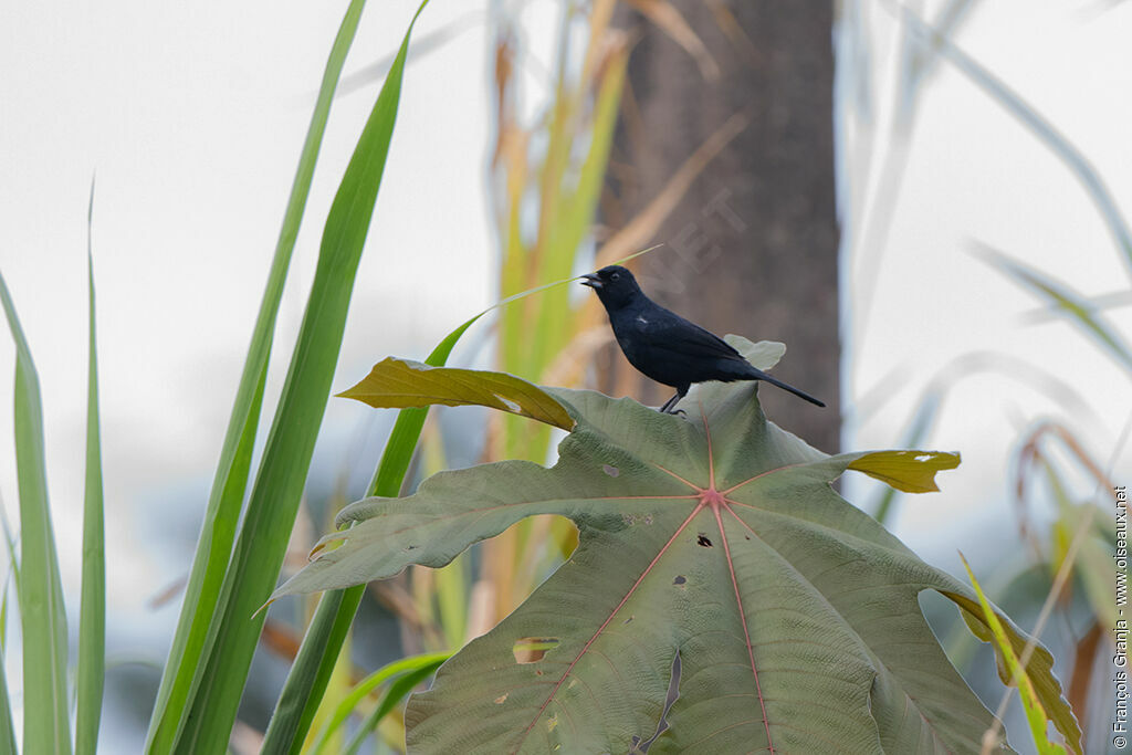 White-lined Tanager male