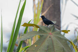 White-lined Tanager