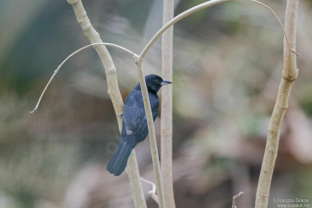 White-lined Tanager male