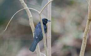 White-lined Tanager