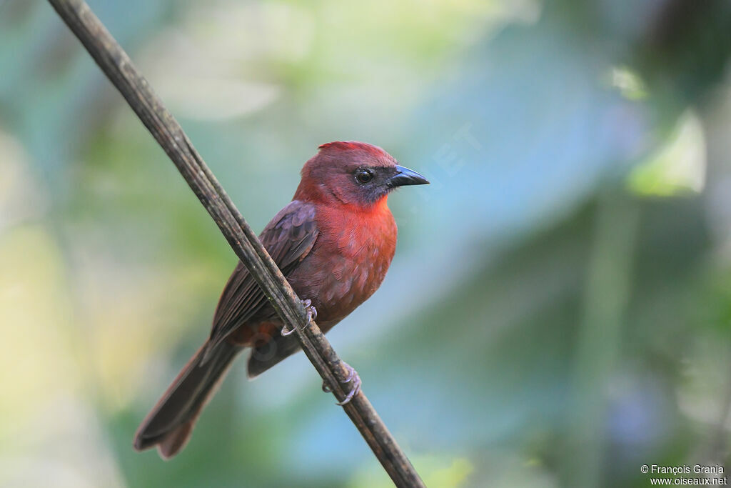 Tangara à gorge rouge