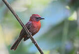 Tangara à gorge rouge