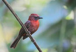 Red-throated Ant Tanager