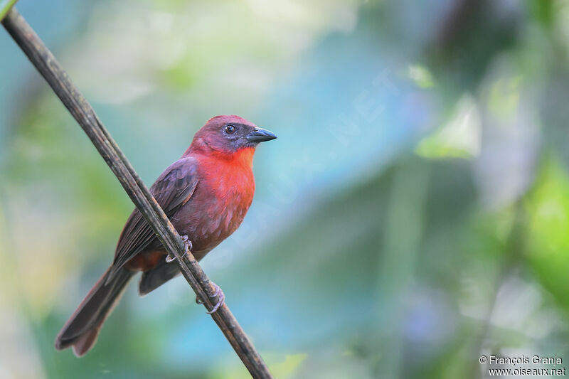 Red-throated Ant Tanager