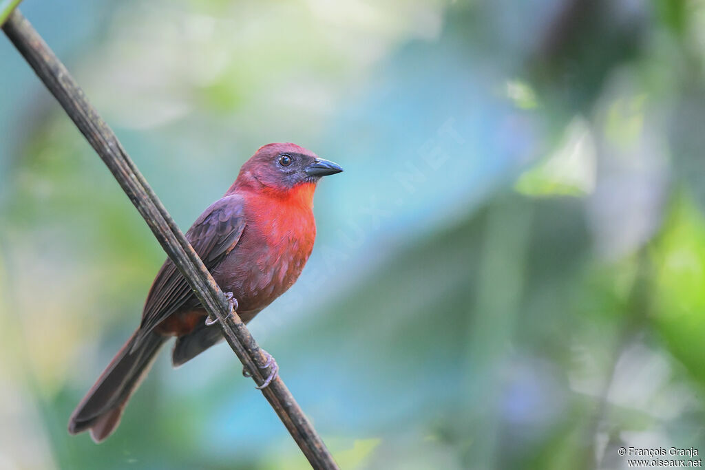 Tangara à gorge rouge