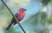 Tangara à gorge rouge