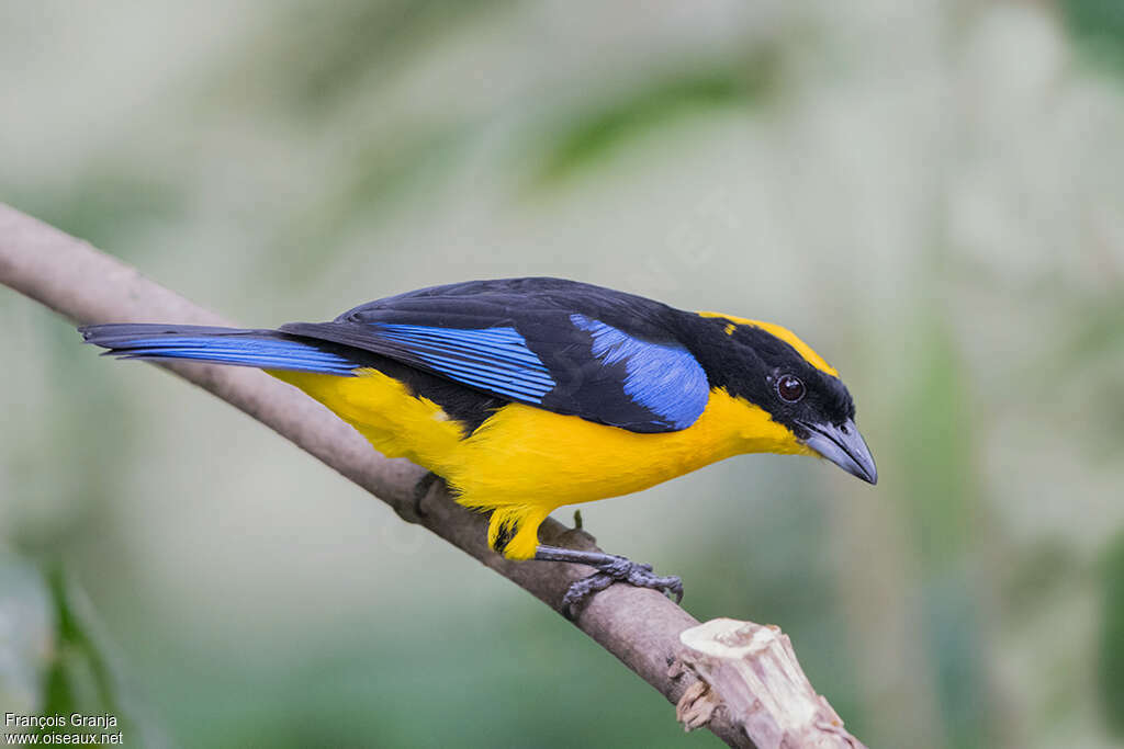 Blue-winged Mountain Tanageradult, identification, Behaviour