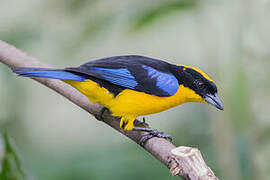 Blue-winged Mountain Tanager