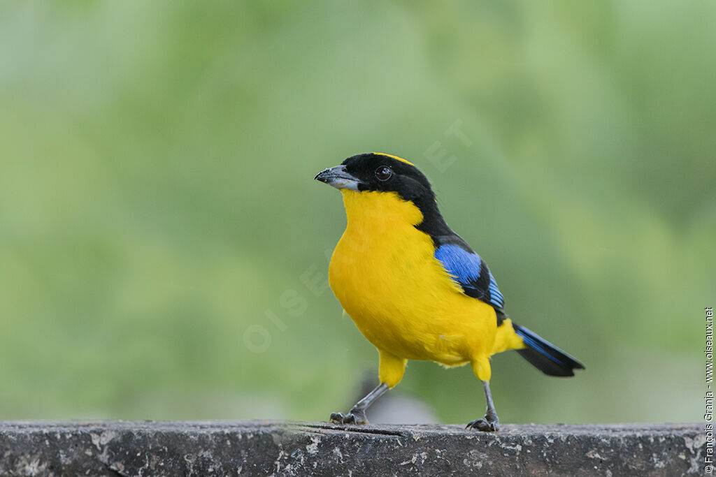 Tangara à nuque jaune