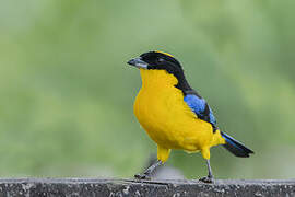 Blue-winged Mountain Tanager