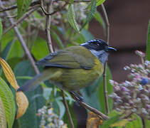 Sooty-capped Bush Tanager