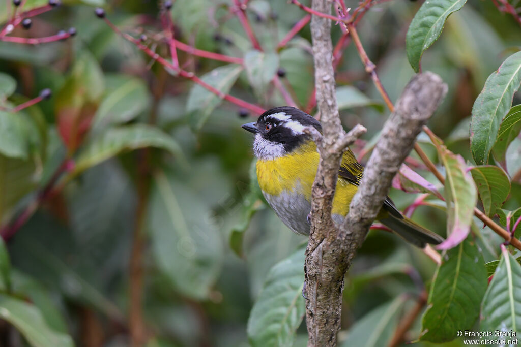 Sooty-capped Chlorospingus