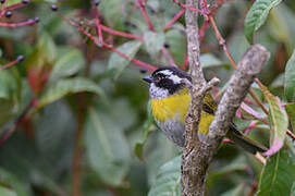 Sooty-capped Bush Tanager