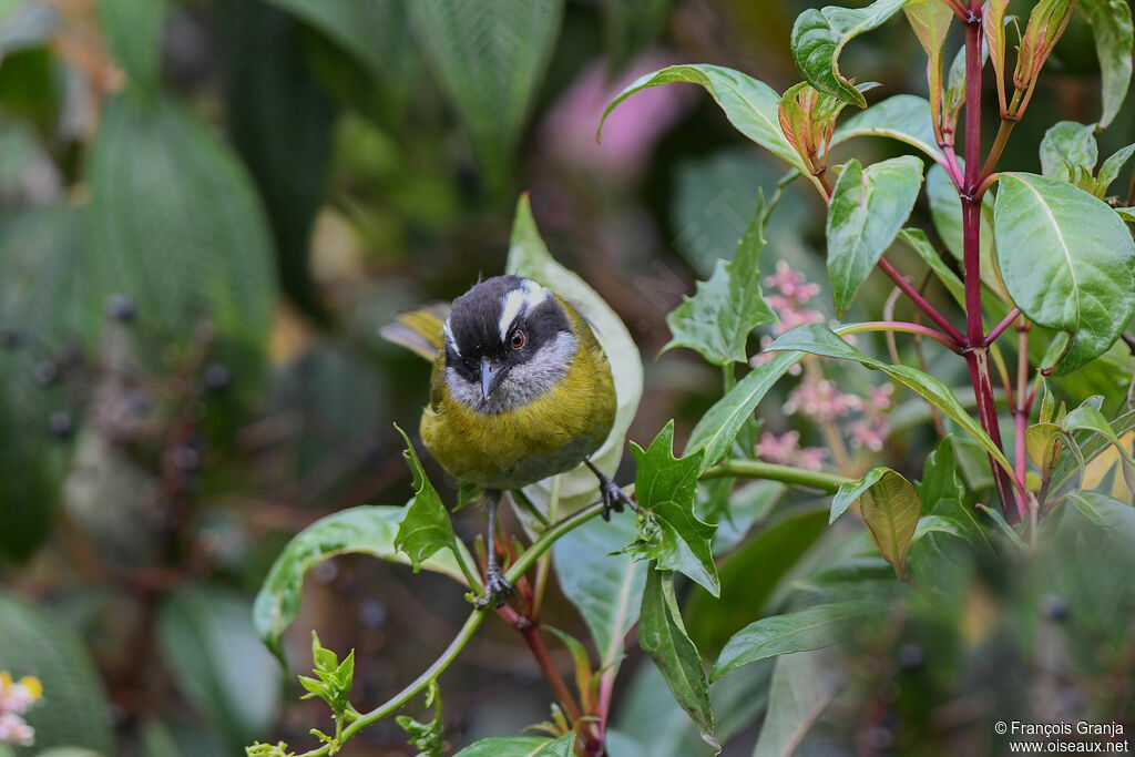 Sooty-capped Chlorospingus