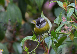 Sooty-capped Bush Tanager