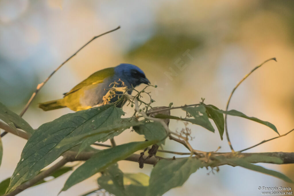 Blue-capped Tanager