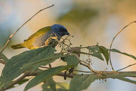 Blue-capped Tanager