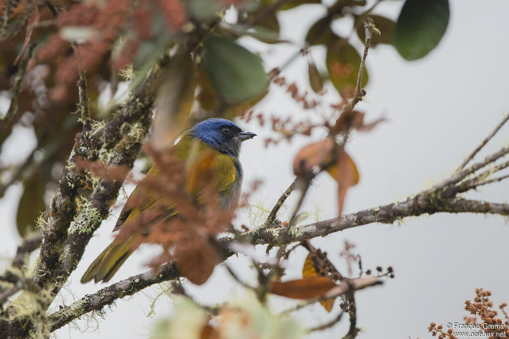 Tangara à tête bleue