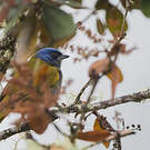 Tangara à tête bleue