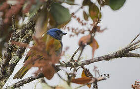 Blue-capped Tanager