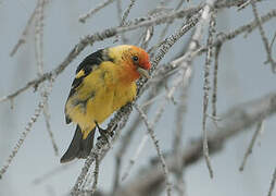 Western Tanager