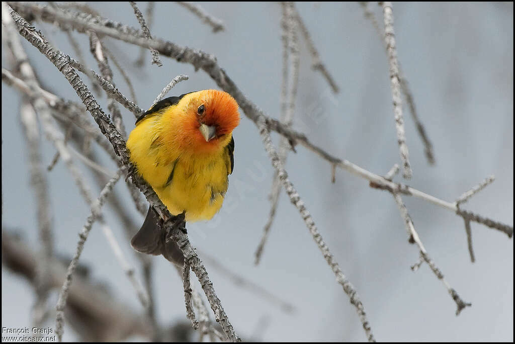 Western Tanager male adult