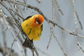 Western Tanager