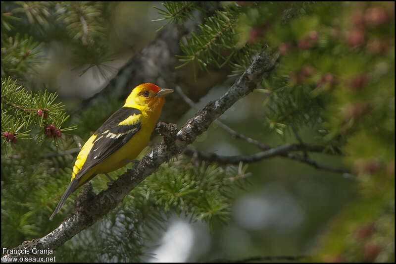 Western Tanager male adult, habitat