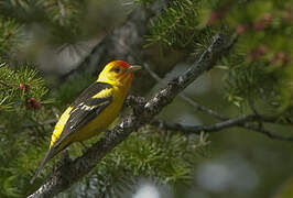 Western Tanager