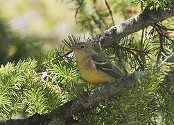 Western Tanager