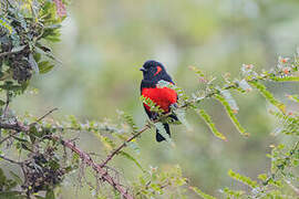 Scarlet-bellied Mountain Tanager